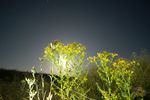 B03 : Millepertuis en transit devant la Lune. Le 23 juin 2024, NEX-5T, 12mm, f/2, 100 ISO, 20s.