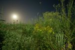 B04 : Bouquet de biodiversité devant la pleine-Lune. Le 23 juin 2024, NEX-5T, 12mm, f/2, 100 ISO, 10s.