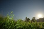 B05 : À droite, la pleine-Lune ; à gauche, de la consoude (hybride officinale-russe) devant le grand carré de Pégase. Le 24 juin 2024 à la Verrie (proche d’Auboué), NEX-5T, 12mm, f/2, 200 ISO, 20s.